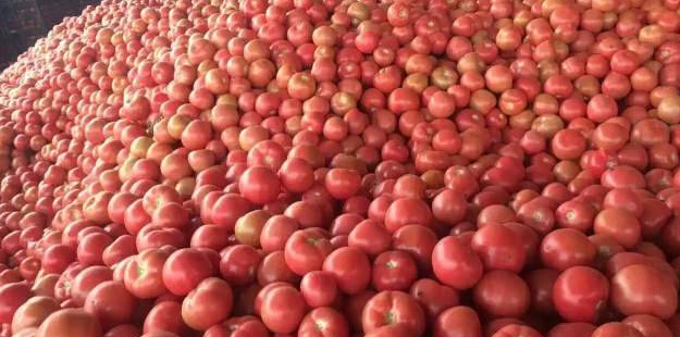 山东西红柿的提供数量多